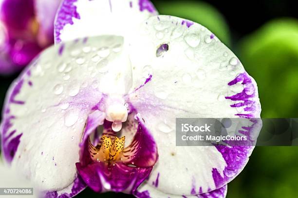 Tropical Flower Stock Photo - Download Image Now - 2015, Agriculture, Beauty In Nature