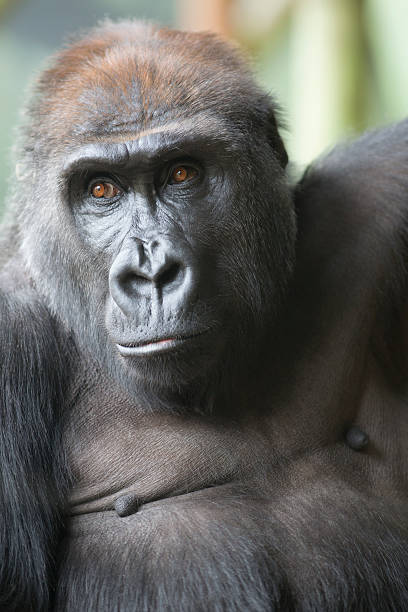 istock Close up portrait of gorilla ape 470724348