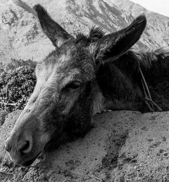 istock Burro Trabajador - Hard-working donkey 470724670
