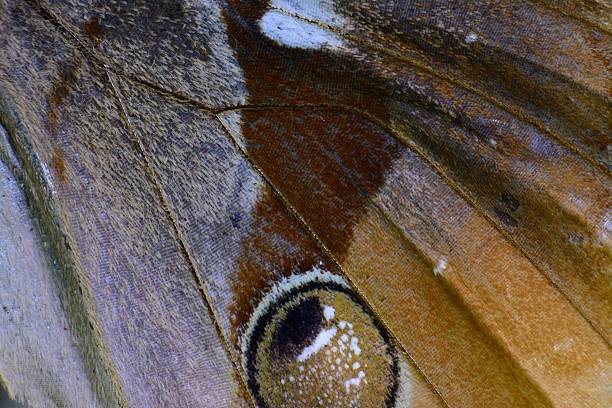istock Cambodian Junglequeen Butterfly (Stichophthalma howqua) 470724680