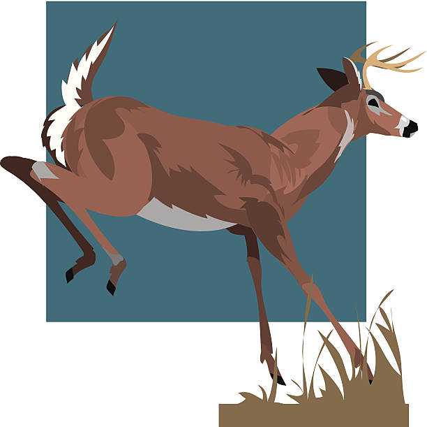 Ilustración de Whitetail Deer y más Vectores Libres de Derechos de Ciervo  de cola blanca - Ciervo de cola blanca, Vector, Ciervo - iStock