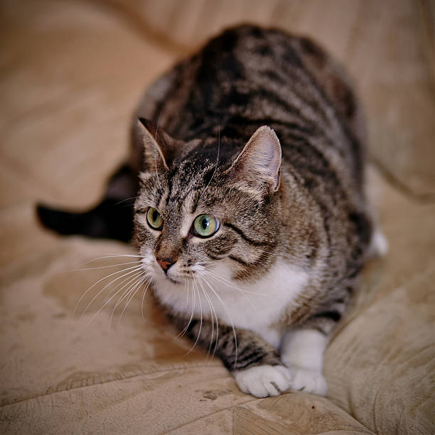 istock Striped shorthair cat with green eyes. 470725748
