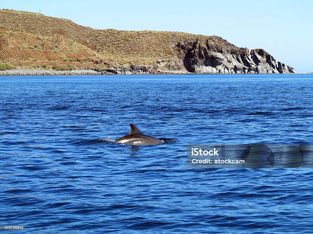 Dolphins swimming in blue water Two Bottlenose dolphins swimming along a boat in the turquoise waters of the Sea of Cortez near Loreto, Baja California, Mexico. 2015 Stock Photo
