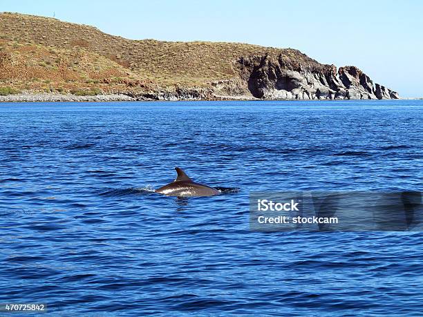 Dolphins Swimming In Blue Water Stock Photo - Download Image Now - 2015, Animal Fin, Baja California Peninsula