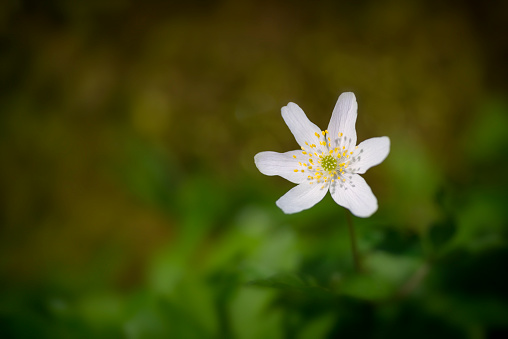 Field of wood anemones, Shallow focus.