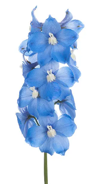 Studio Shot of Blue Colored Delphinium Flower Isolated on White Background. Large Depth of Field (DOF). Macro.