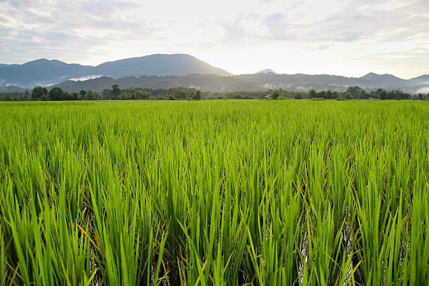 istock Sunrise over Lao Rice Paddies 470730379