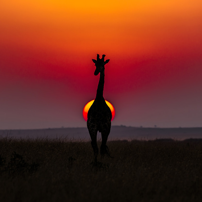 Giraffe in savannah at sunset