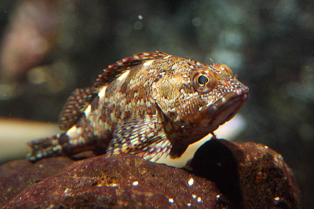 Kelfeta Fish 30+ Kelpfish Stock Photos, Pictures & Royalty-Free Images - iStock