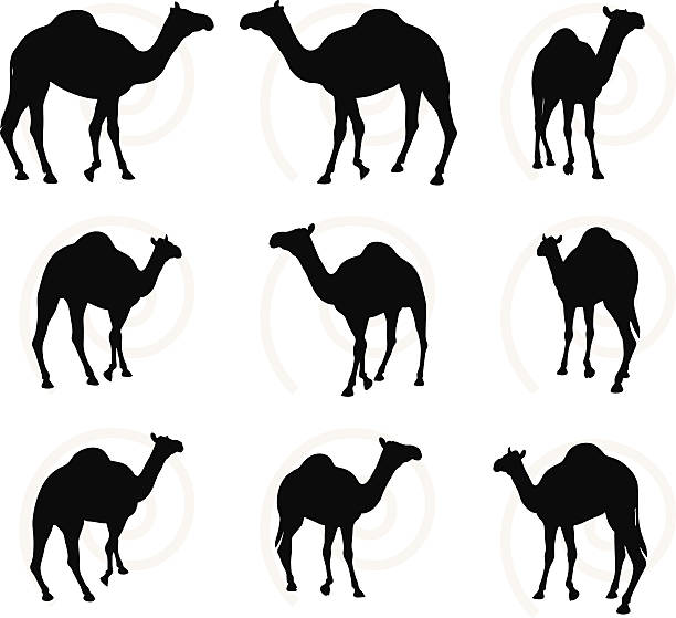camel in Walking pose Vector Image - camel in Walking pose  isolated on white background safari animal clipart stock illustrations