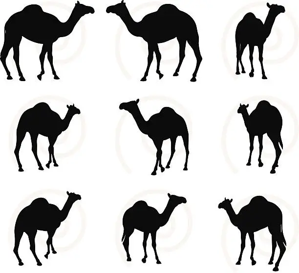 Vector illustration of camel in Walking pose