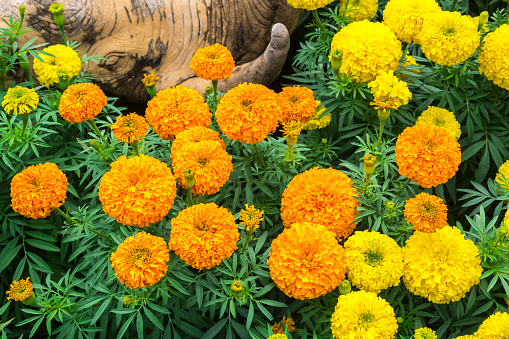 Orange and yellow marigold flowers with green leaf