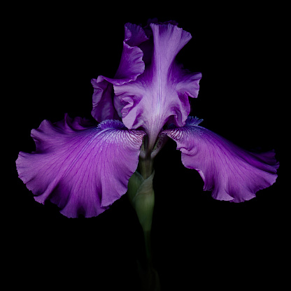 Purple German Bearded Iris isolated on a black background. 
