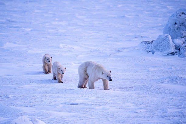 urso polar mãe e dois filhotes de chuva de hudson bay - arctic manitoba churchill manitoba canada - fotografias e filmes do acervo