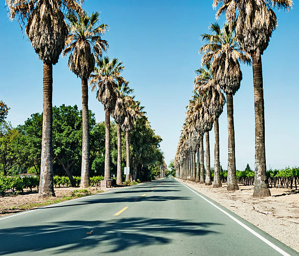 istock California Roadway lined with Palm Trees 470732688