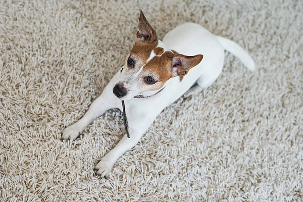 istock Dog lying on carpet at home 470734828