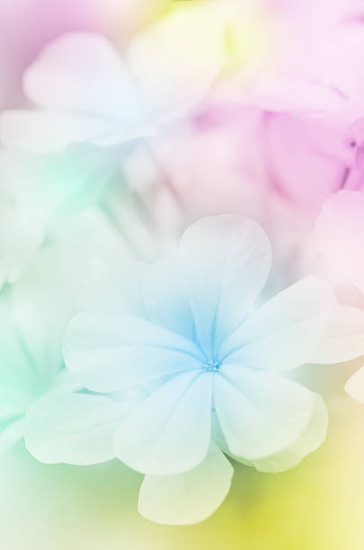 istock Cape Leadwort Flowers (Plumbago auriculata Lam.). 470735190