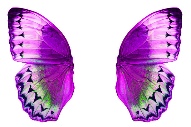 istock Cambodian Junglequeen Butterfly (Stichophthalma howqua) 470735526