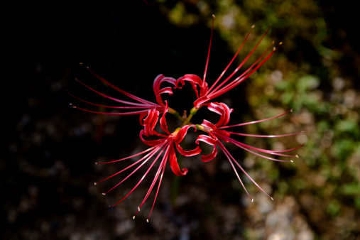 Lycoris radiata, alsocalled red spider lily. Originally from China, it was introduced into Japan and from there to the United States and elsewhere. It flowers in the late summer or autumn, often in response to heavy rainfall.