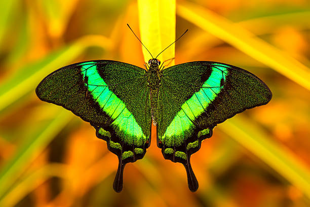 Green swallowtail butterfly resting on a leaf Green swallowtail butterfly resting on a leaf in morning nature. papilio palinurus stock pictures, royalty-free photos & images