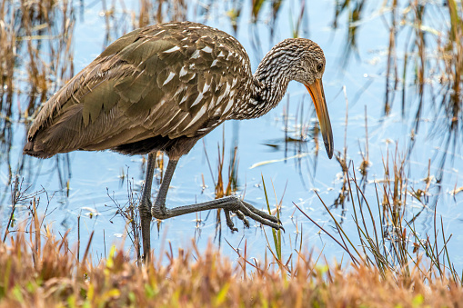 Limpkin walking along the water's edge at wetlands in Florida. Also known as 