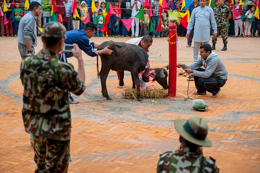 Kathmandu, Nepal - October 13, 2013: A calf is beheaded during the Durga Sacrifice in Bhadgaon Durbar Square. 