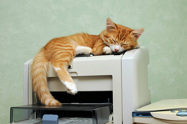 kitten sleeping on the printer stock photo