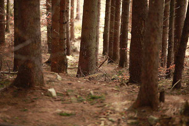 istock Trail to Serak view in tree and forest. 470741705