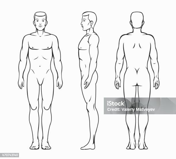 Männliche Körper Vektorillustration Stock Vektor Art und mehr Bilder von Menschlicher Körper - Menschlicher Körper, Anatomie, Männliche Figur
