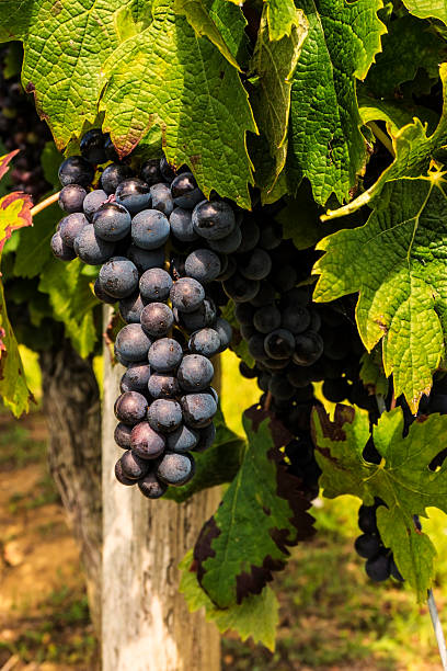 istock Red wine grapes growing in the countryside 470743646