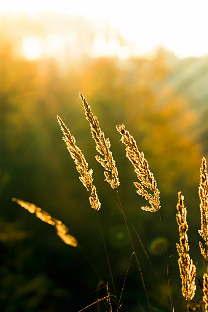 istock Wild grass flowerhead in dusk sunlight, copy space 470743690