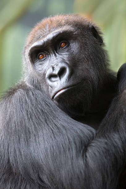 istock Close up portrait of gorilla ape 470744166