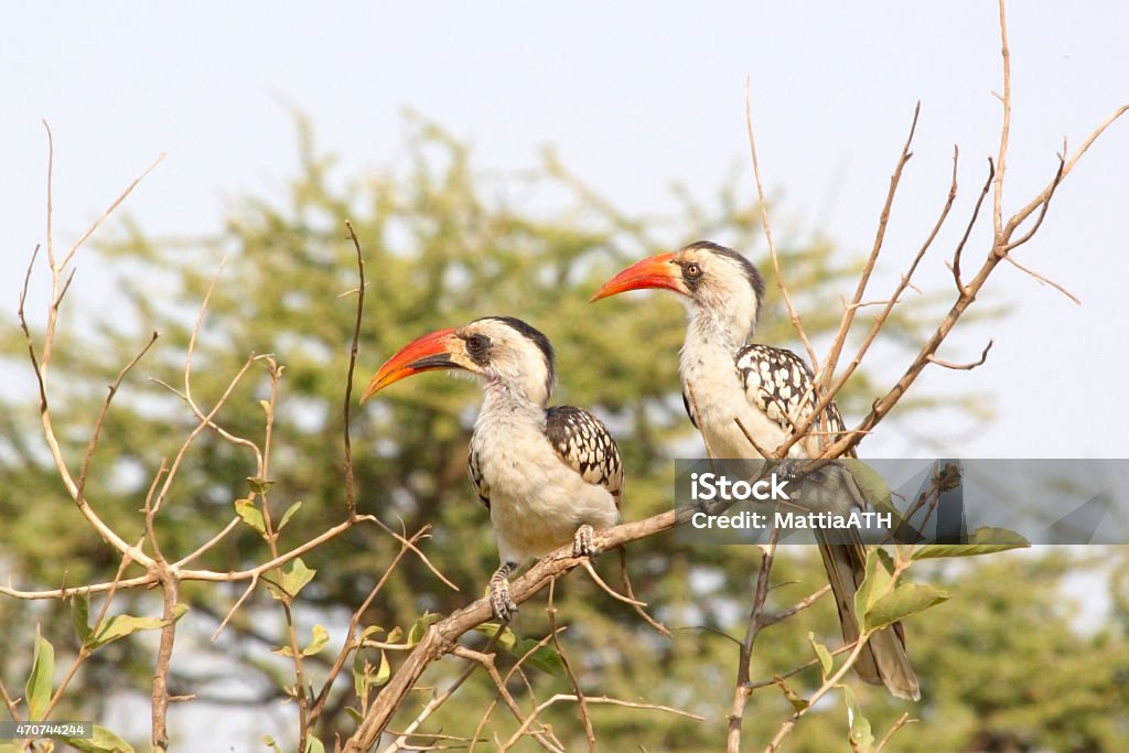 Couple of Tanzanian Red-billed Hornbills Couple of Tanzanian Red-billed Hornbills, Tockus ruahae, perched on a branch in Serengeti National Park, Tanzania 2015 Stock Photo