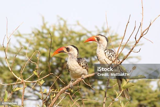 Couple Of Tanzanian Redbilled Hornbills Stock Photo - Download Image Now - 2015, Africa, Animal