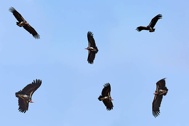 istock Collection of flying nubian vultures 470744926