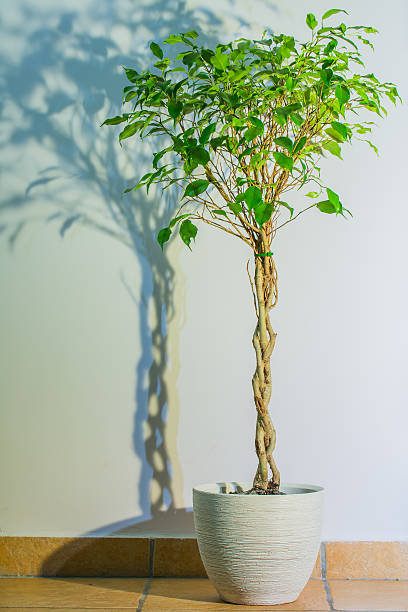 istock Ficus benjamina - background photo with flower and its shadow 470745160