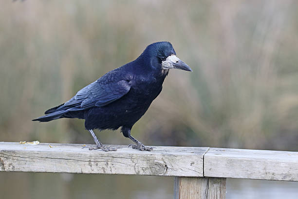 istock Rook, Corvus frugilegus 470745234