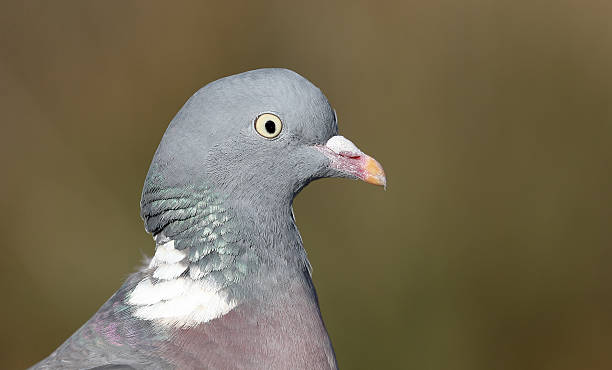 istock Wood pigeon, Columba palumbus 470745242