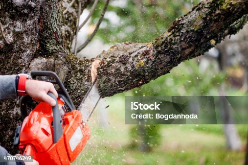 133,036 Tree Cutting Stock Photos, Pictures & Royalty-Free Images - iStock  | Tree removal, Tree service, Tree trimming
