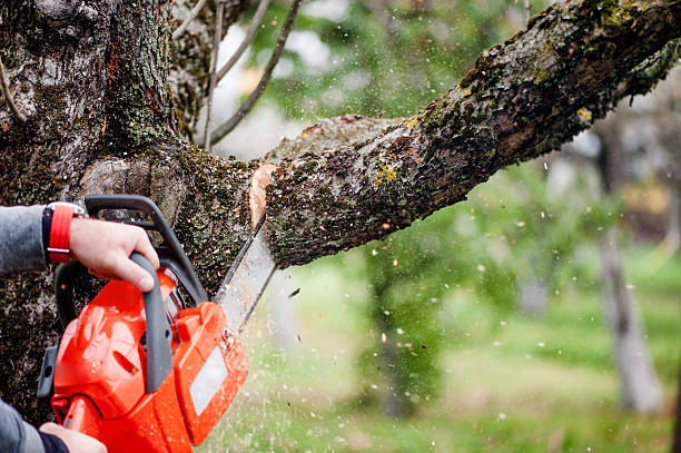 man cutting trees using an electrical chainsaw and professional stock photo
