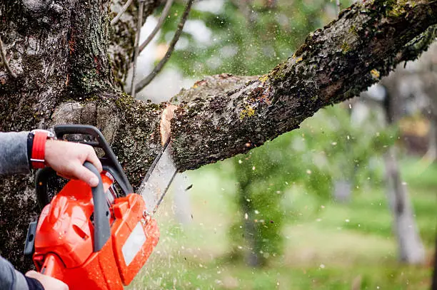 Photo of man cutting trees using an electrical chainsaw and professional