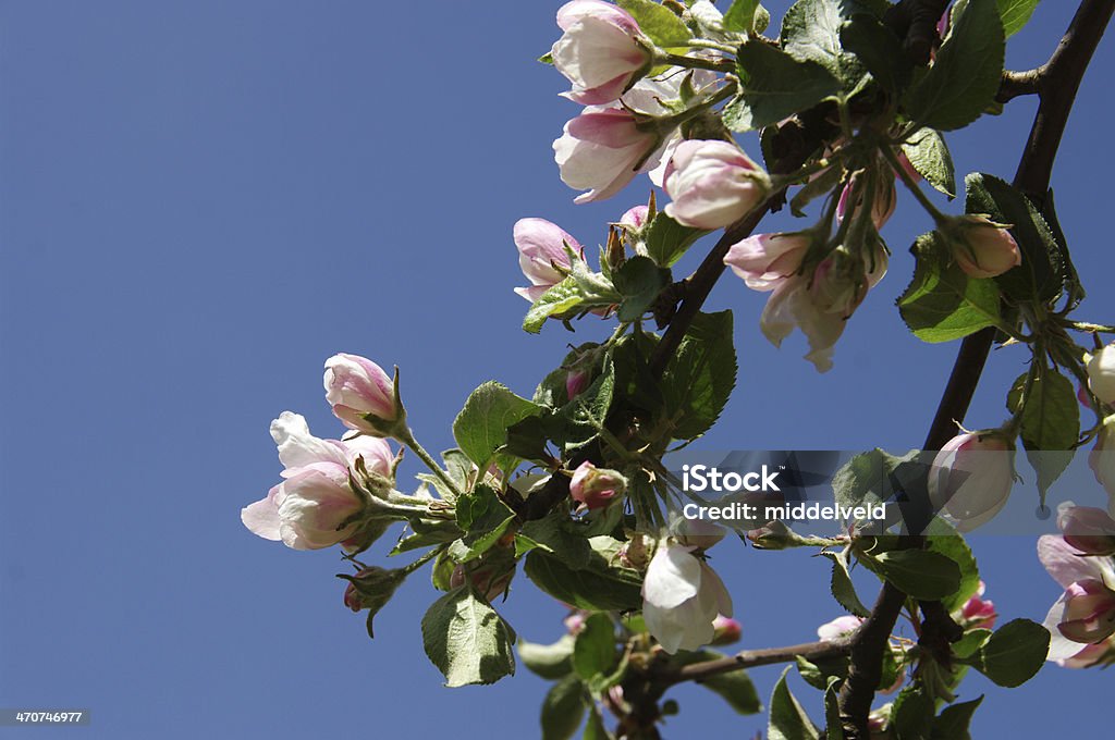 Flor de Apple - Foto de stock de Cena Não-urbana royalty-free