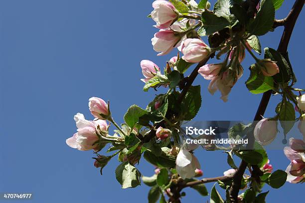 Foto de Flor De Apple e mais fotos de stock de Cena Não-urbana - Cena Não-urbana, Cena Rural, Começo