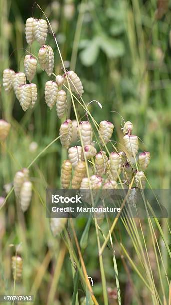 Grande Turfeiras Grass - Fotografias de stock e mais imagens de Amarelo - Amarelo, Anual - Caraterística da planta, Beleza natural