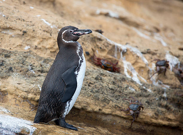 Galapagos Penguin stock photo