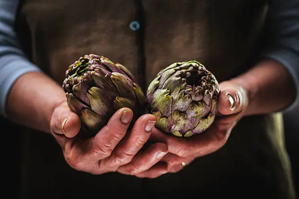 hands of a peasant woman with two artichokes