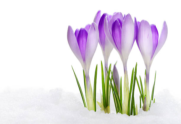 istock Group of purple crocuses 470748173