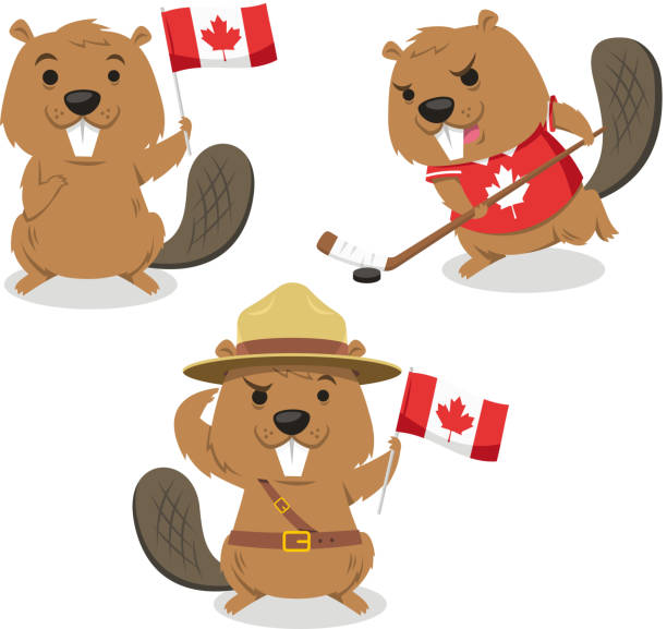 illustrations, cliparts, dessins animés et icônes de canadian beaver tenant drapeau jockey association de scoutisme toujours prêt - flag canada canadian flag maple leaf