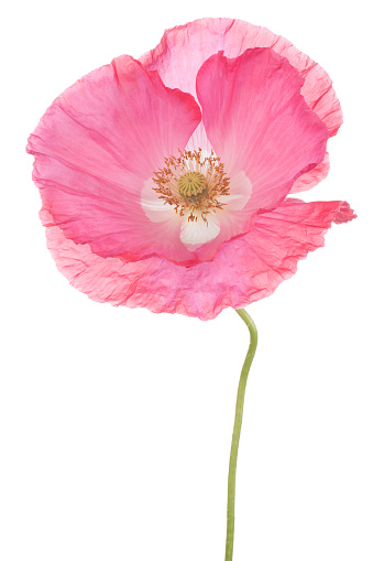 Studio Shot of Pink Colored Poppy Flower Isolated on White Background. Large Depth of Field (DOF). Macro. Symbol of Sleep, Oblivion and Imagination.