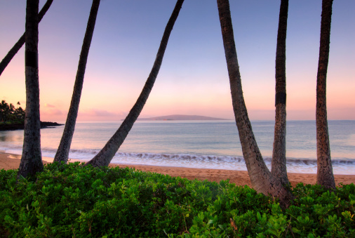Palm trees at dawn on Ulua Beach, Maui, Hawaii